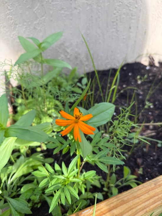 flower in pollinator garden